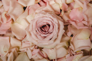 PhytoCellTec™ Alp Rose玫瑰葉幹細胞